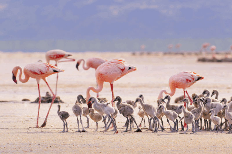 Panasonic PT VMZ82 Review BBC