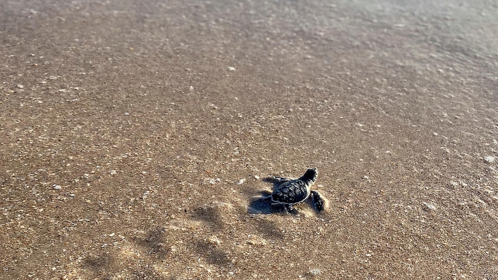 A Green Sea Turtle hatchling heads for the Atlantic Ocean in this Aug. 8, 2020, in Cape Canaveral, Fla. By most measures, it was a banner year for sea turtle nests at beaches around the U.S., including record numbers for some species in Florida and elsewhere. Yet the positive picture for turtles is tempered by climate change threats, including higher sand temperatures that produce fewer males, changes in ocean currents that disrupt their journeys and increasingly severe storms that wash away nests. (Stella Maris/Florida Space Coast Office of Tourism via AP)